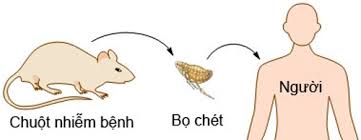 Dịch hạch - Hình ảnh minh họa